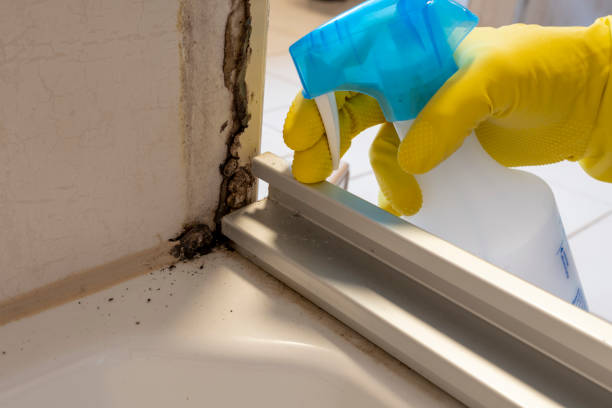 Trusted South Bound Brook, NJ Mold Remediation Experts