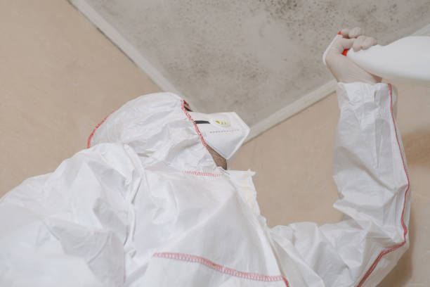 Best DIY Mold Remediation Support Services in South Bound Brook, NJ